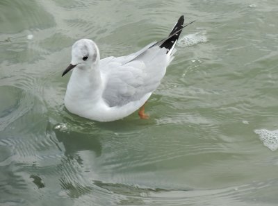 Gull Bonepartes 021415 b.JPG