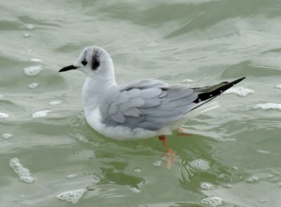 Gull Bonepartes 021415 c.JPG