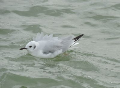 Gull Bonepartes 021415 d.JPG