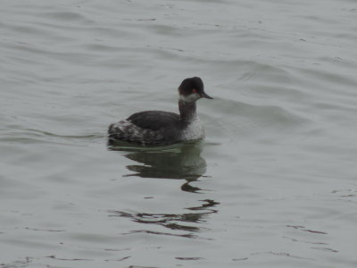 Grebe Eared Ft Monroe 022115 a.JPG