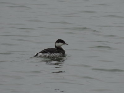 Grebe Horned Ft monroe 022115 a.JPG