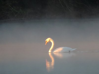 Mute Swan 121915a.JPG