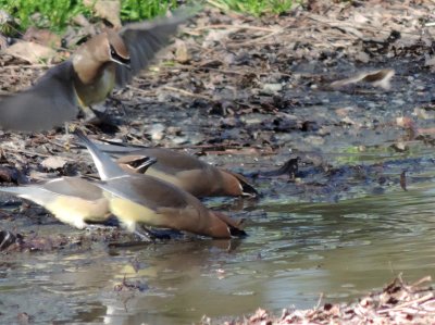 waxwings 121915 b.JPG