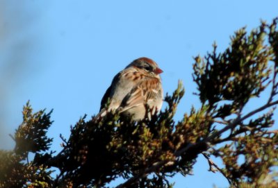 field sparrow.JPG