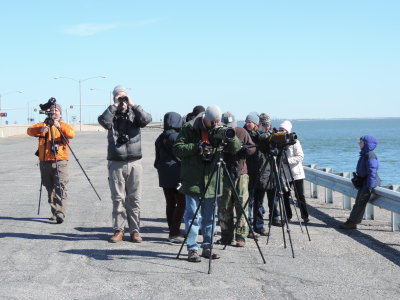 2016 CBBT HRBC BIRDERS 7.JPG