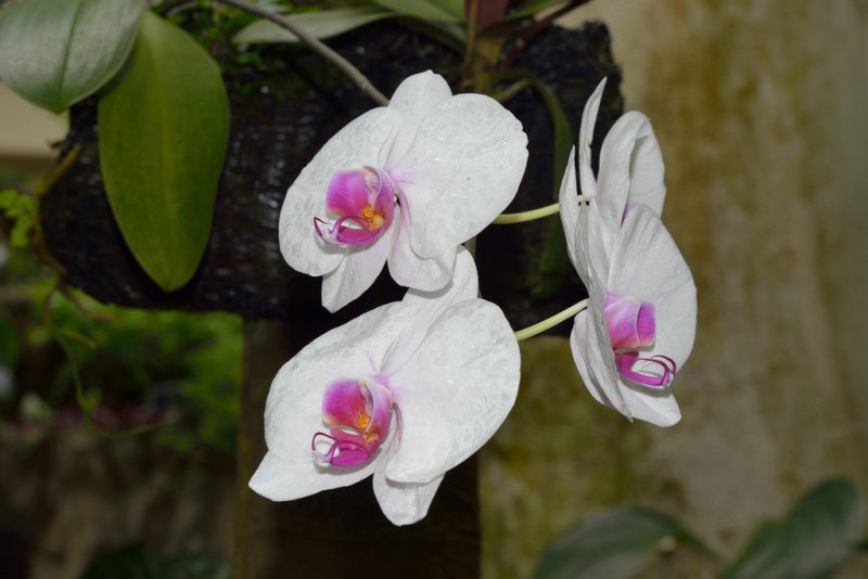 Moth Orchid (1)