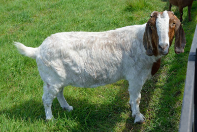 White Goat (1)