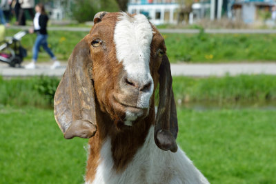 White Goat (2)
