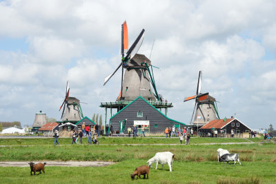 Windmills and Farm