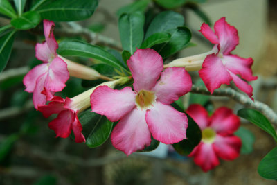 Desert Rose
