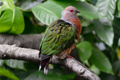 Purple-tailed Imperial Pigeon