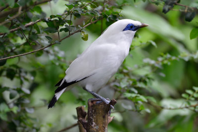 Bali Myna (1)