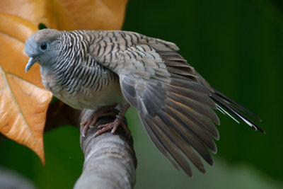 Zebra Dove (1)