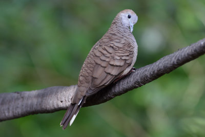 Zebra Dove (2)