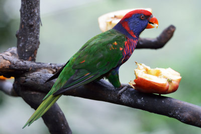 Rainbow Lorikeet (1)