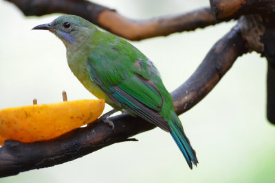 Orange-bellied Leafbird