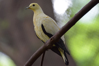 Pied Imperial Pigeon