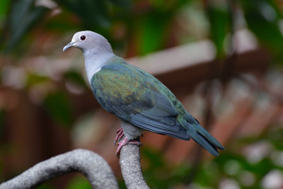 Green Imperial Pigeon