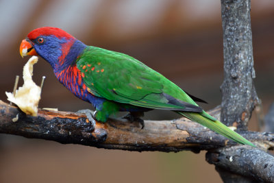 Rainbow Lorikeet (2)