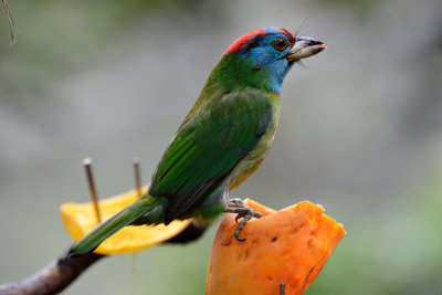 Blue-throated Barbet