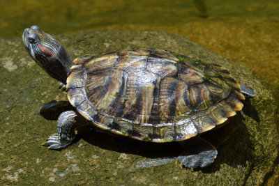 Red-eared Slider Turtle