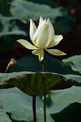 Indian Lotus (2)
