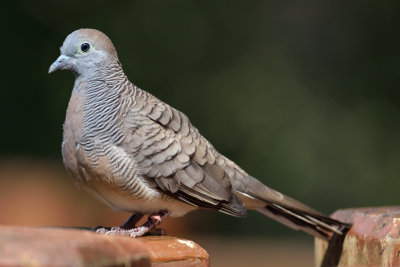 Zebra Dove (3)