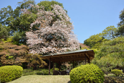 Pavilion & Sakura