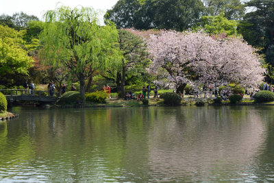 Inverted Image of Sakura
