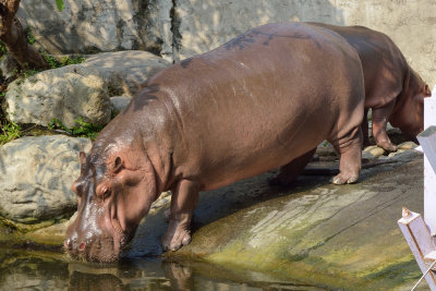 Hippo (1)