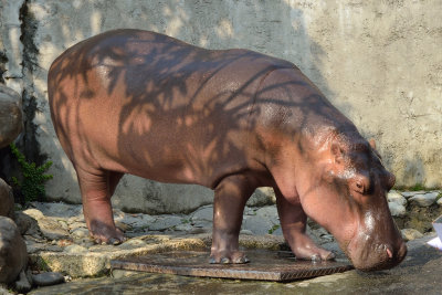 Hippo (2)