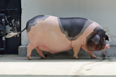 Da Hua Bai Pig (2)