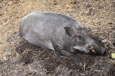 Wild Boar