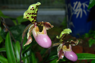 The Gloria Barretto Orchid Sanctuary