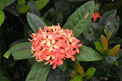 Ixora 