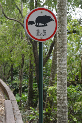 Warning Signal (Wild Boar)