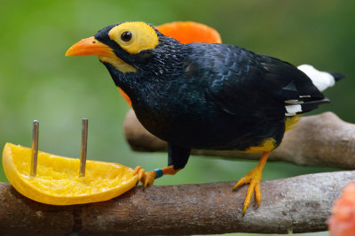 Yellow-Faced Myna (3)