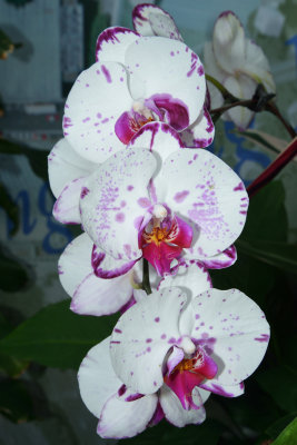 Moth Orchid (3)