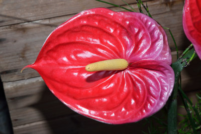 Flamingo Flower