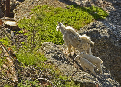 Mountain Goats 12 adult and kids.jpg