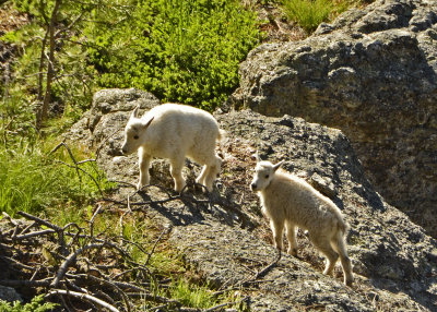 Mountain Goats 14 kids.jpg