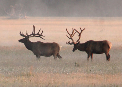 Bull Elk 04.jpg