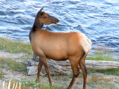 Cow Elk 02.jpg