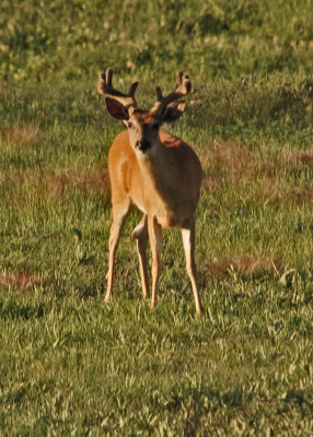 Mule Deer 01.jpg