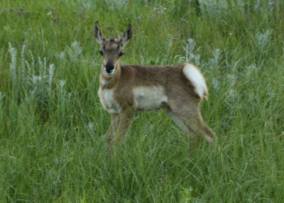 Antelope 02 young.jpg