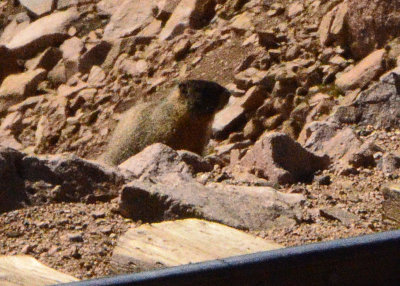 Yellow-bellied Marmot 03.JPG