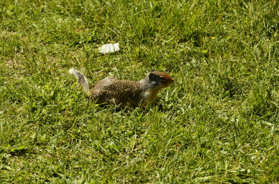 Columbian Ground Squirrel 021.JPG