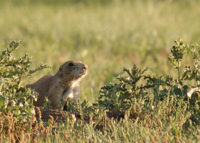 Prairie Dog 02.jpg