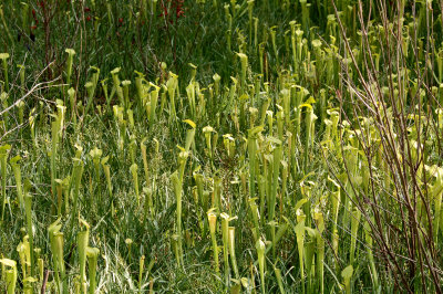 Big Thicket Pitcher Plants 02.jpg