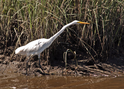 Egret Great 10.jpg